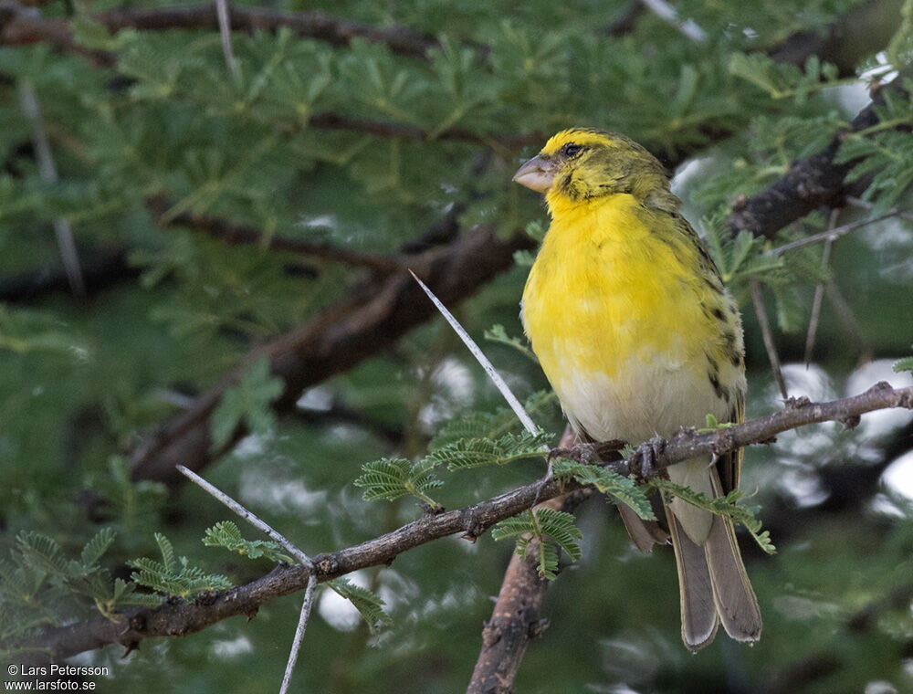 Serin à ventre blanc