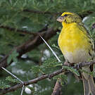 Serin à ventre blanc