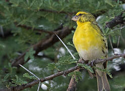 Serin à ventre blanc