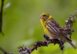 European Serin