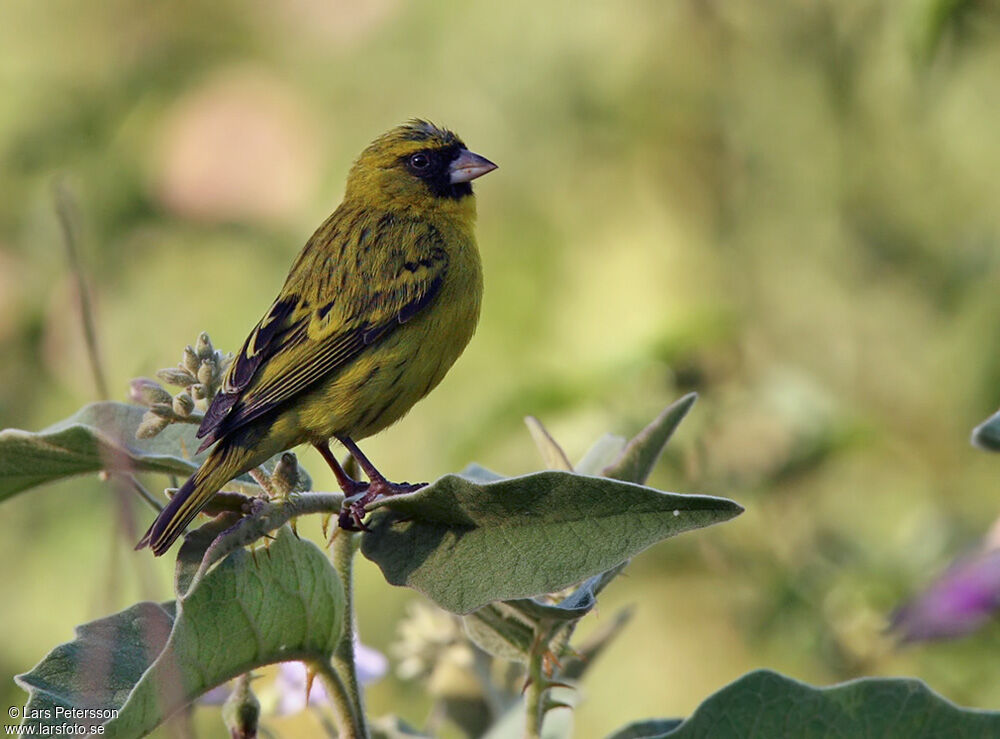 Serin d'Abyssinie