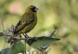 Serin d'Abyssinie