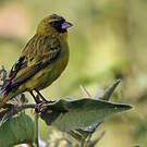 Serin d'Abyssinie