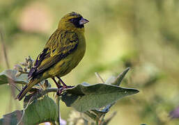 Serin d'Abyssinie