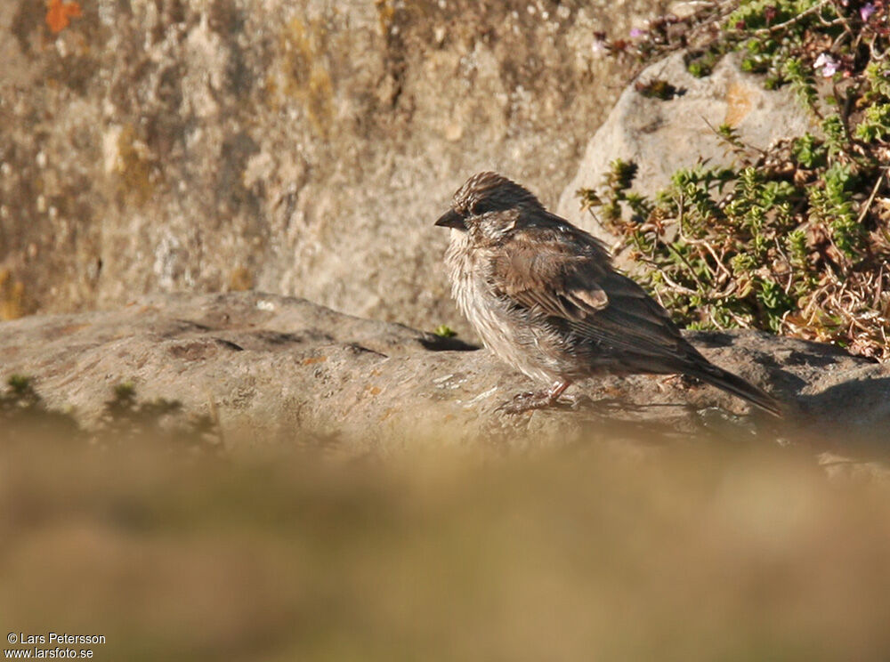 Serin d'Ankober