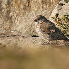 Serin d'Ankober
