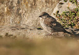 Serin d'Ankober