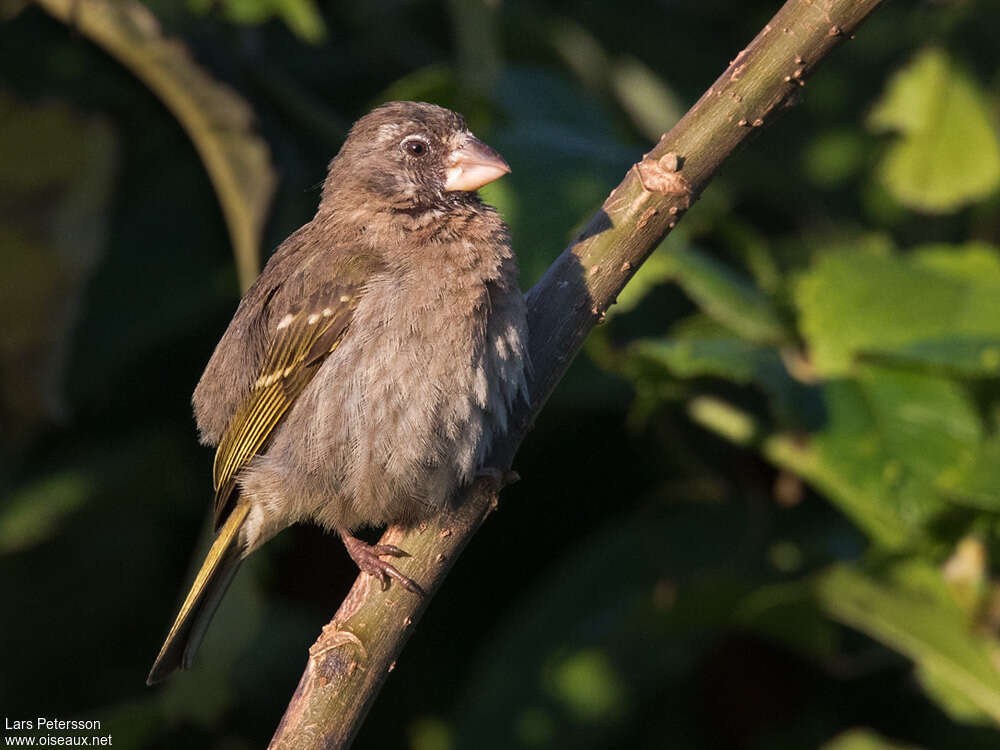 Serin de Burtonadulte, identification