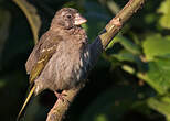 Serin de Burton