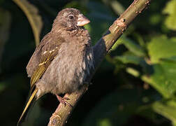 Thick-billed Seedeater