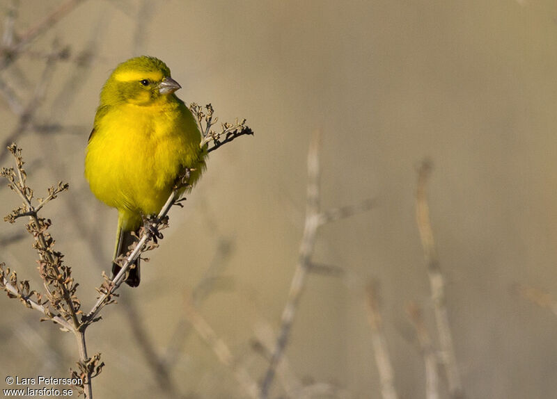 Yellow Canary