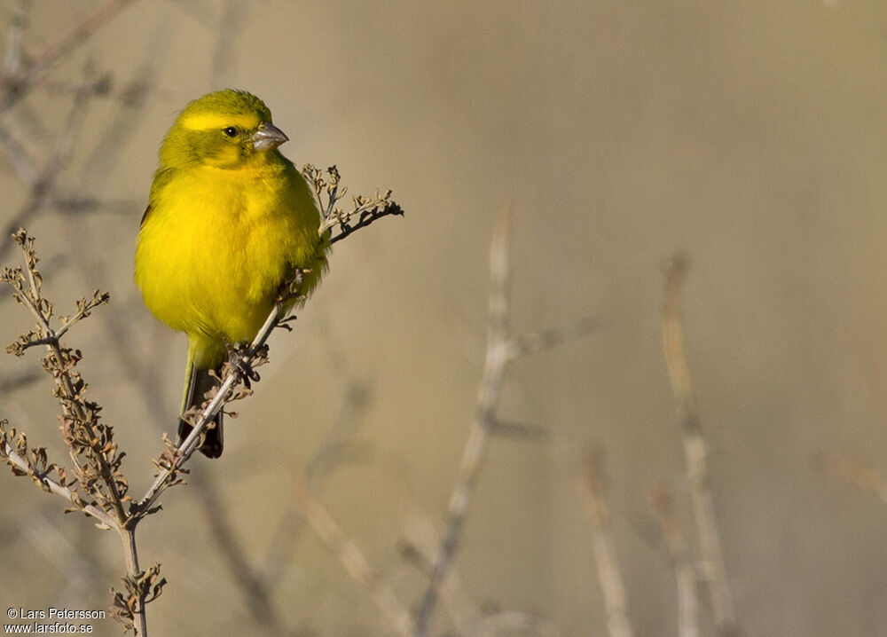 Serin de Sainte-Hélène