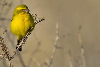 Serin de Sainte-Hélène