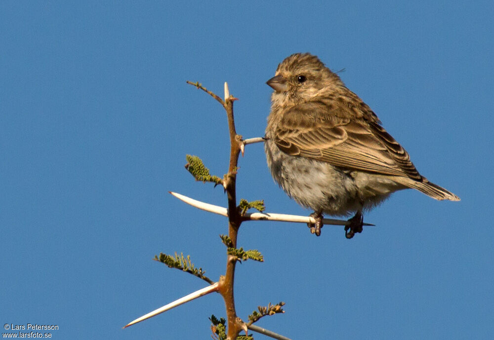 Serin de Sainte-Hélène