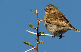 Serin de Sainte-Hélène