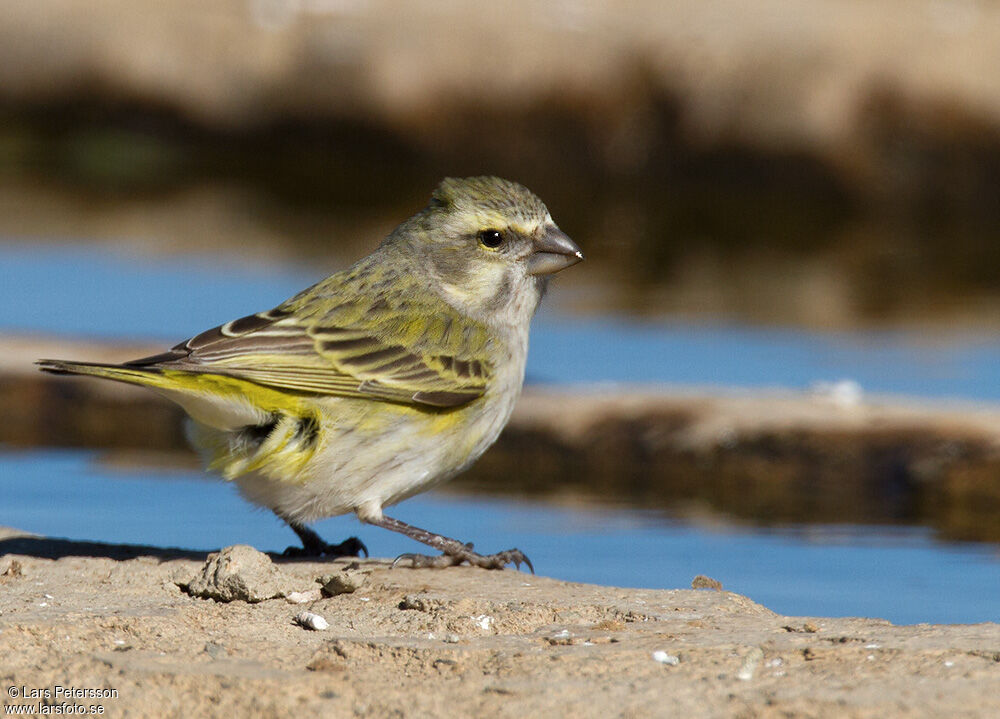 Serin de Sainte-Hélène