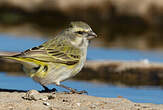 Serin de Sainte-Hélène