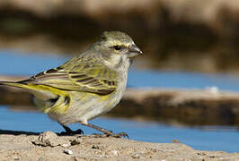 Yellow Canary