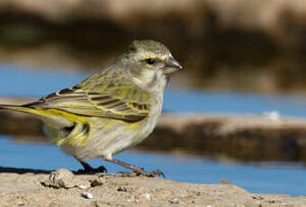 Serin de Sainte-Hélène