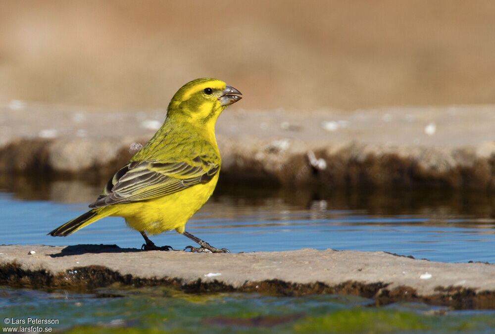 Yellow Canary