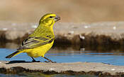 Serin de Sainte-Hélène