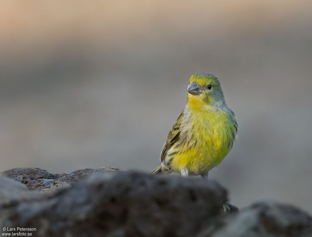 Atlantic Canary