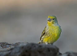 Atlantic Canary