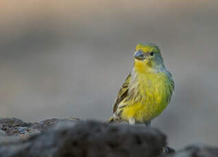 Serin des Canaries