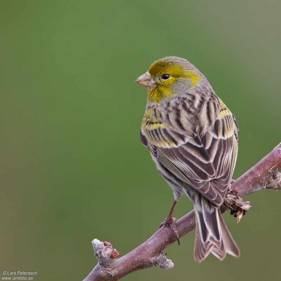 Atlantic Canary