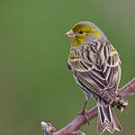 Serin des Canaries