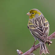 Serin des Canaries