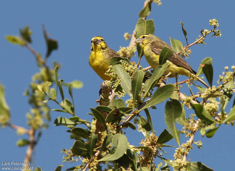 Yellow-fronted Canaryadult breeding, habitat, pigmentation
