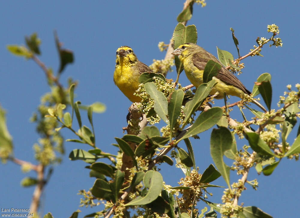 Serin du Mozambiqueadulte nuptial, habitat, pigmentation