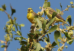 Yellow-fronted Canary