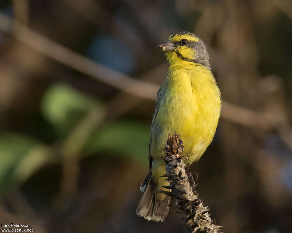 Yellow-fronted Canary male adult, identification