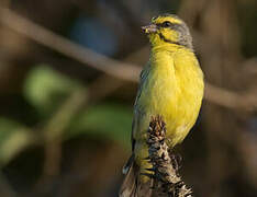 Serin du Mozambique