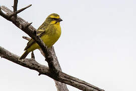 Yellow-fronted Canary