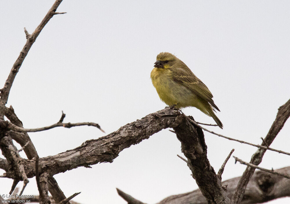 Yellow-fronted Canary