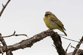 Yellow-fronted Canary