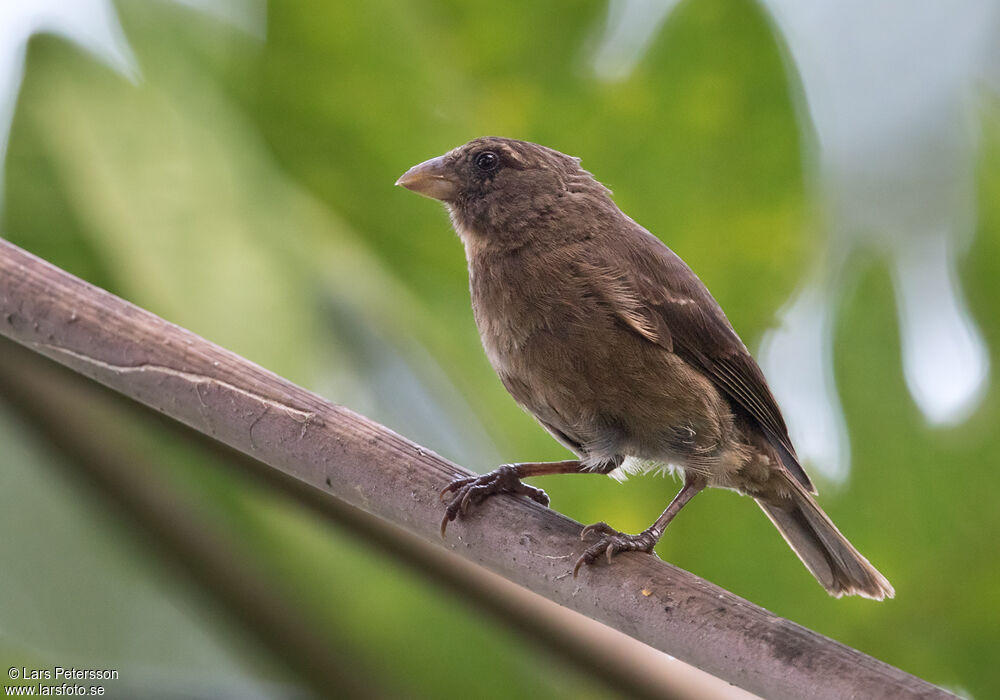 Principe Seedeater