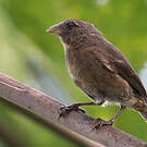 Serin roux