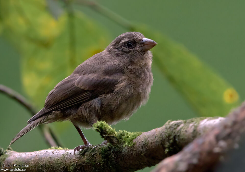 Principe Seedeater