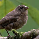 Serin roux