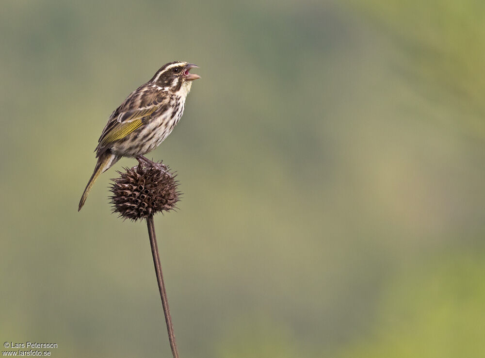 Serin strié