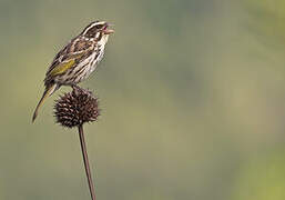 Serin strié