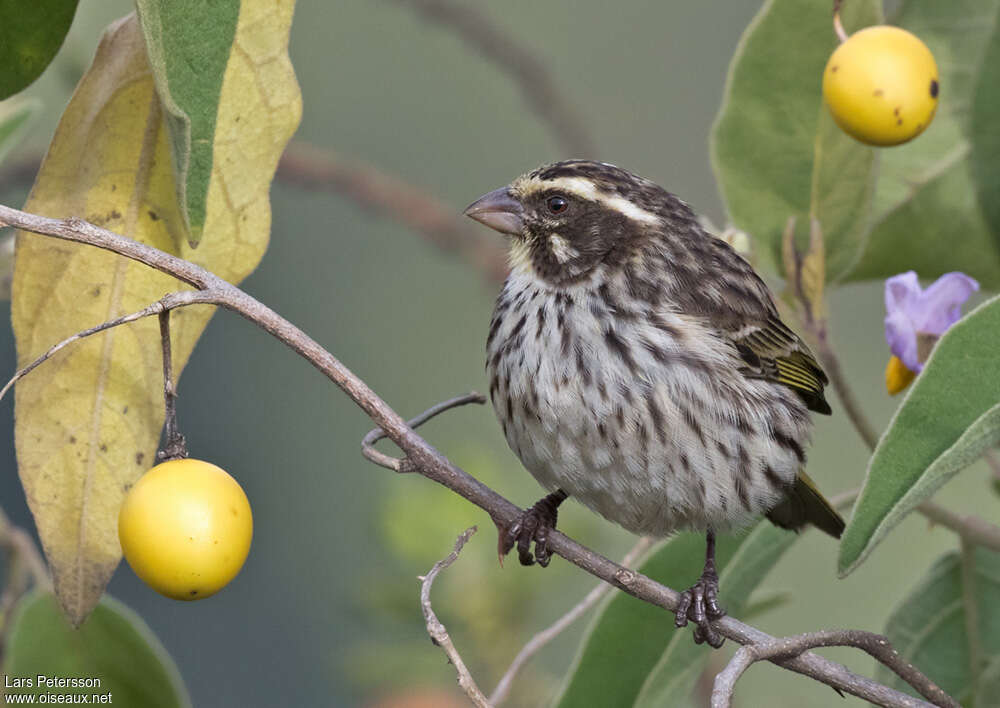 Streaky Seedeateradult, identification