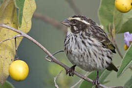 Serin strié