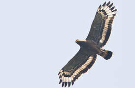 Crested Serpent Eagle