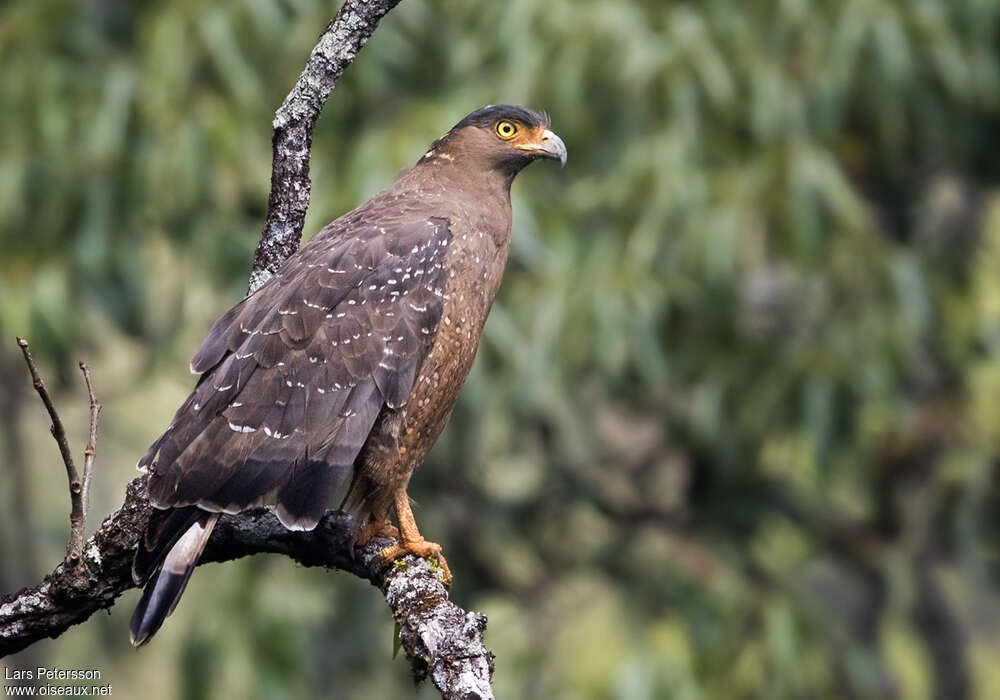 Crested Serpent Eagleadult, identification