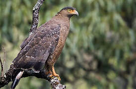 Crested Serpent Eagle